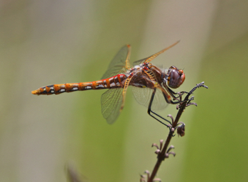 Sympetrum corruptum, male